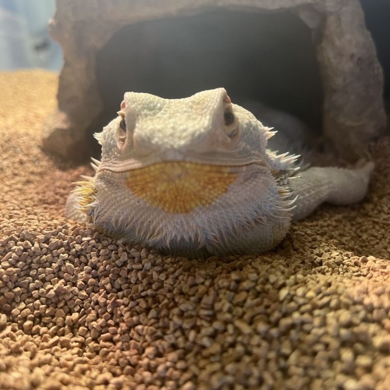 アゴちゃん