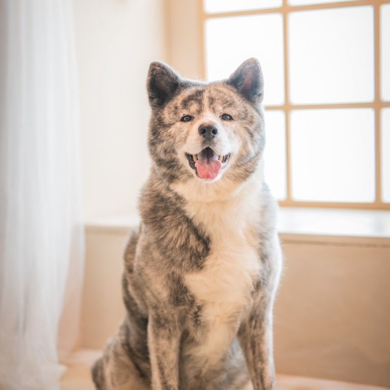 レオちゃん