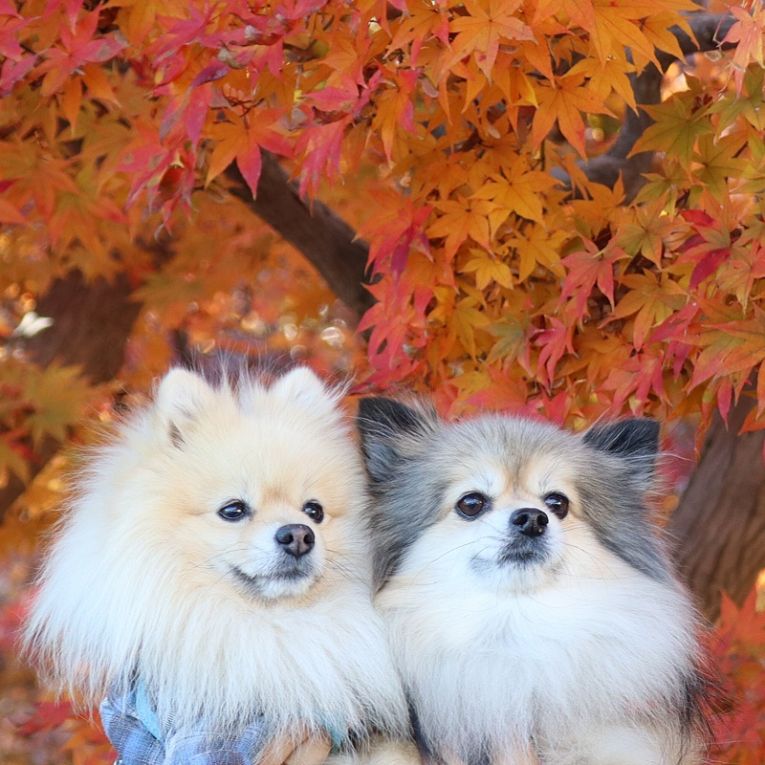 コロン&シフォンちゃん