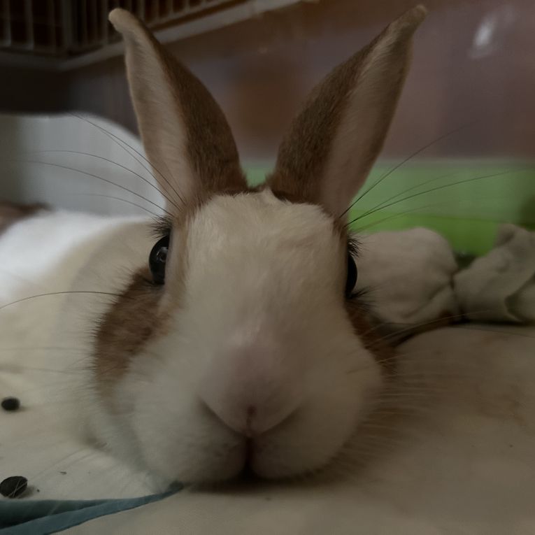 きな粉ちゃん