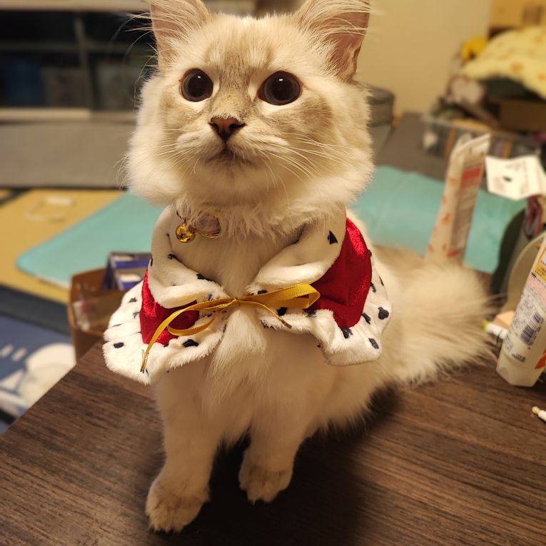 アイリスちゃん