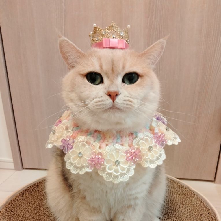 カノンちゃん