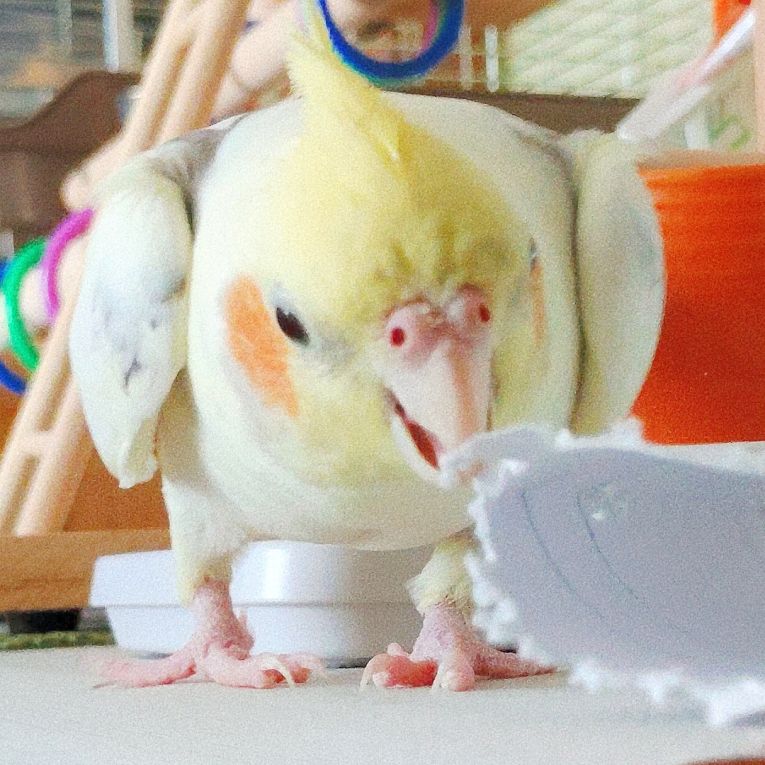 ハッピーちゃん