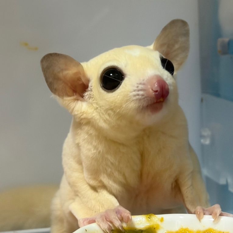 ちーずちゃん