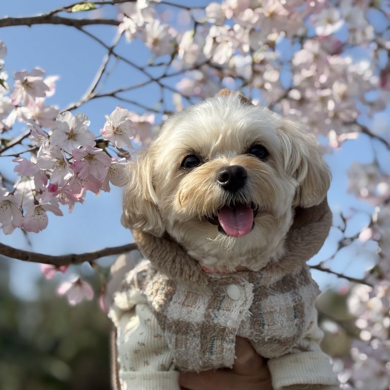 おこめちゃん