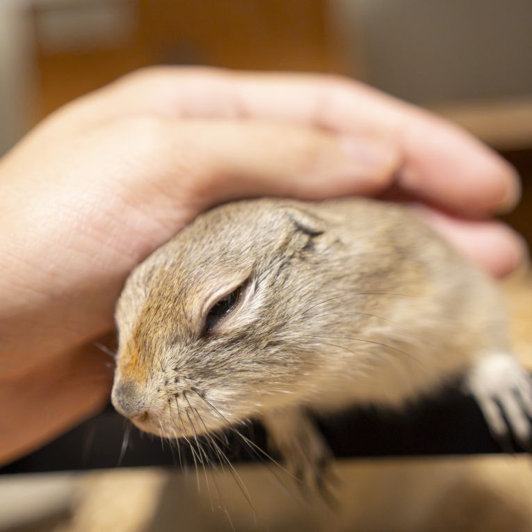 てんどんちゃん
