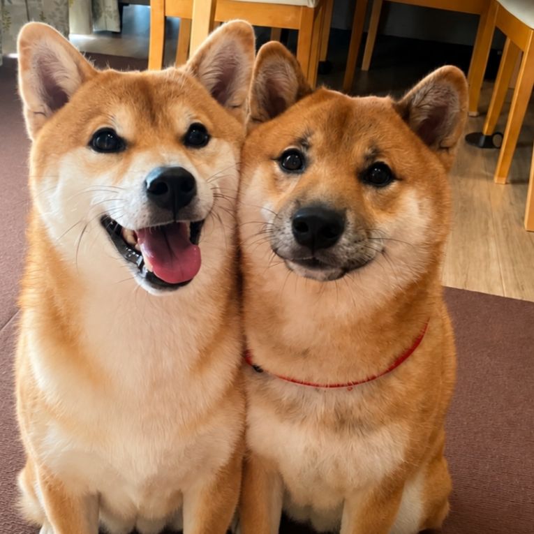 ムギ、タローちゃん