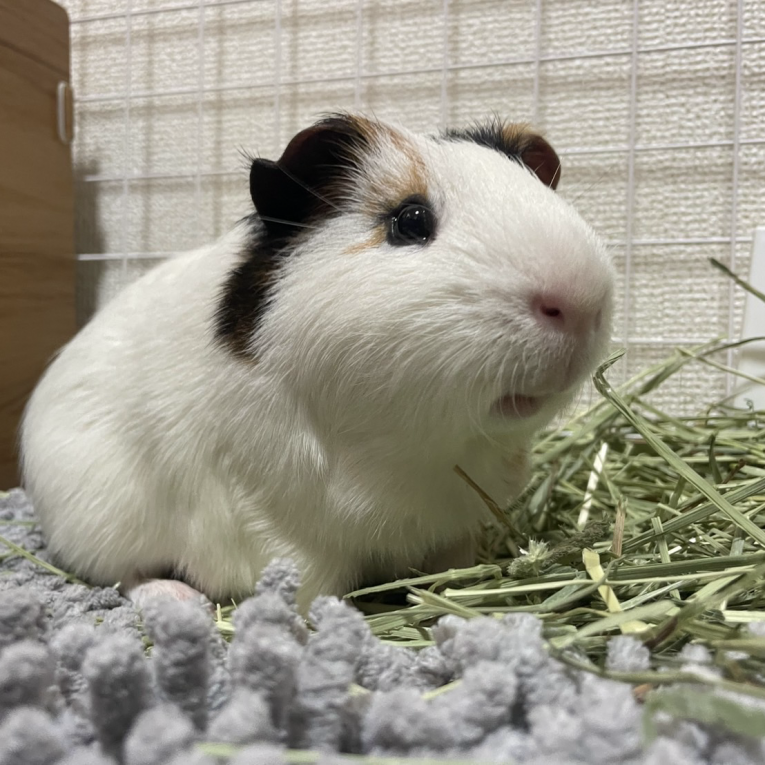 バモちゃん