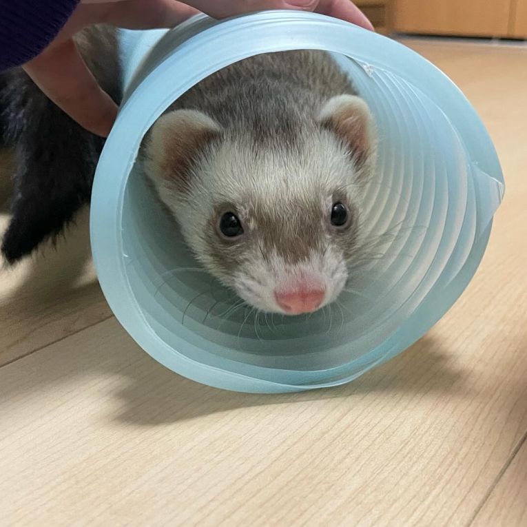 ふゆちゃん