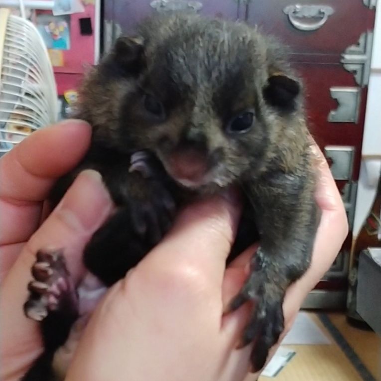 ムサオちゃん