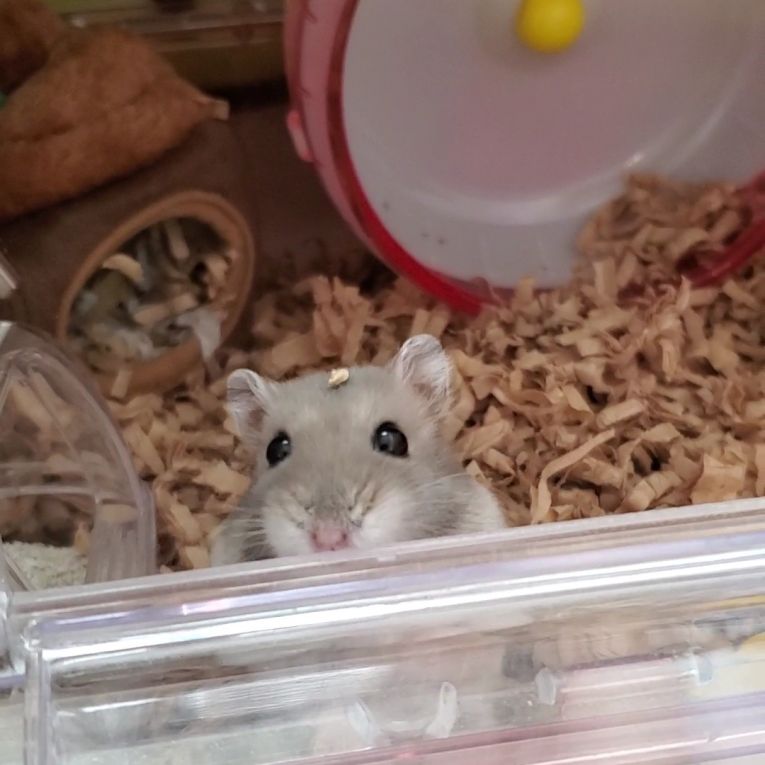 はむすけちゃん