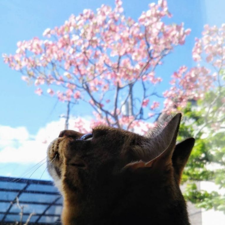 にゃん太郎ちゃん