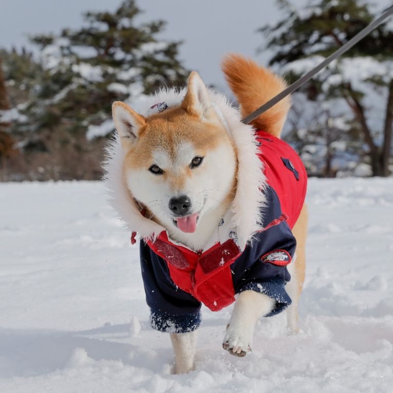 お琴ちゃん