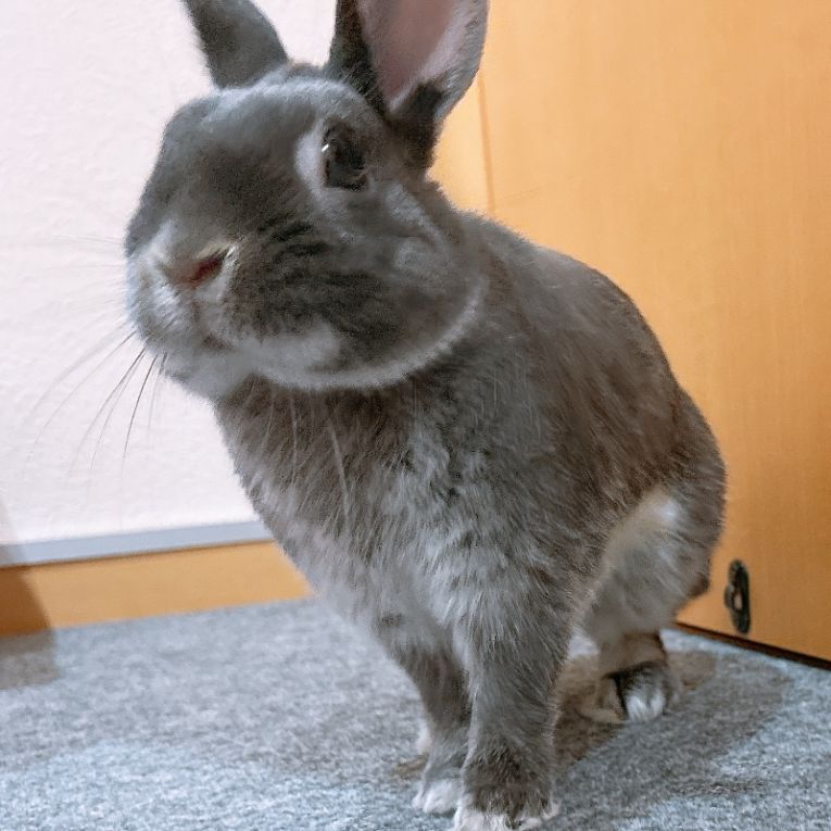 ちょこちゃん