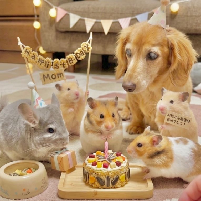 ラッキー、ピペ、ビスコ、ポテト、おこげ、しゃもじちゃん
