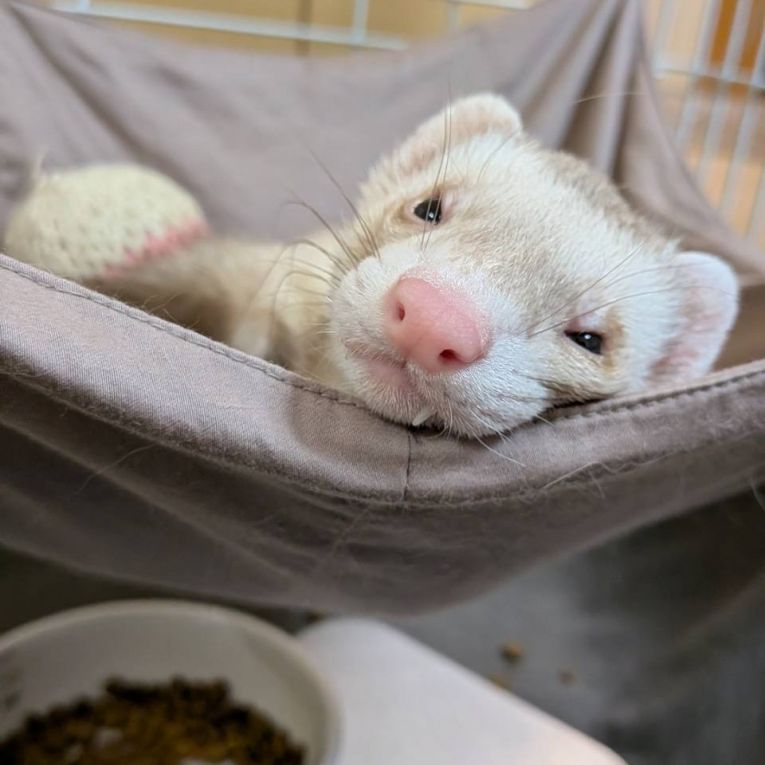 ぱやちゃん