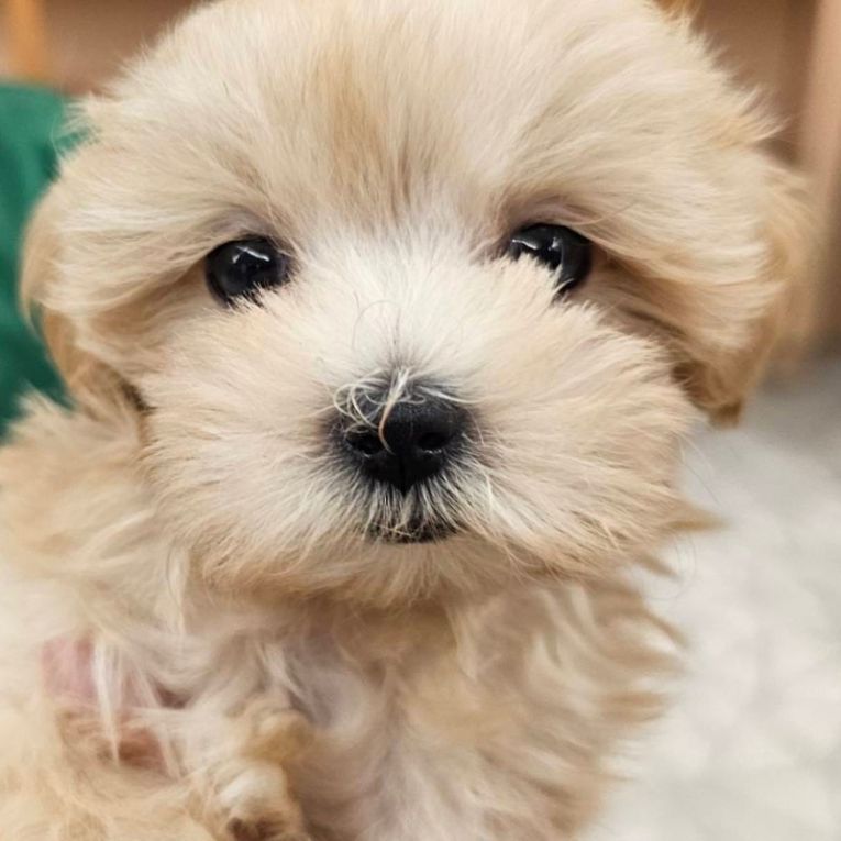 るるちゃんちゃん