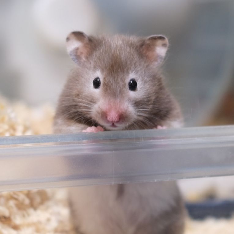 ふぅちゃんちゃん