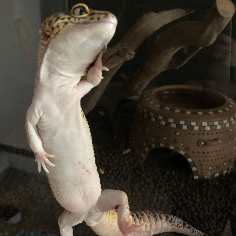 ソウルちゃん