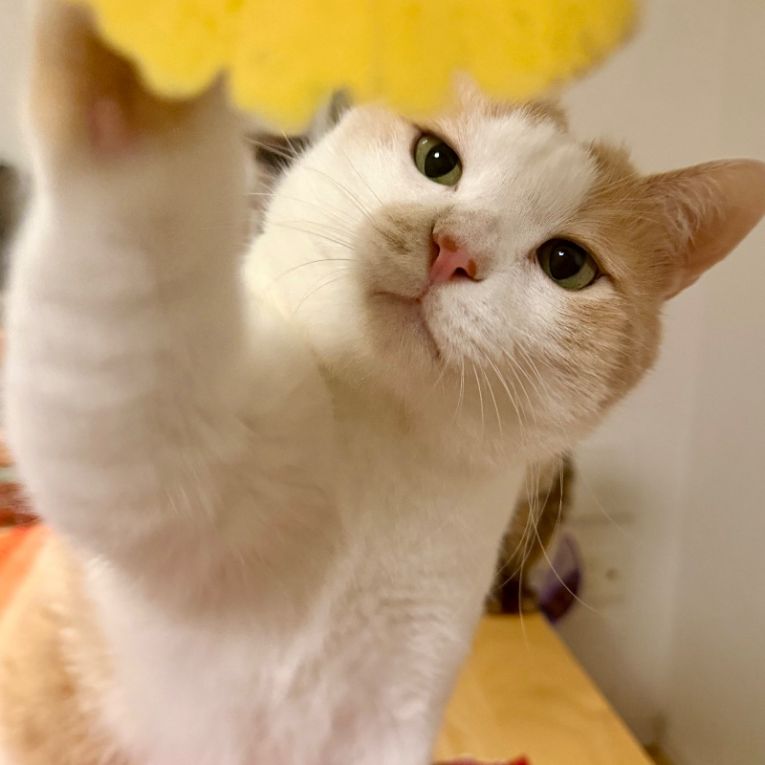 チャイちゃん