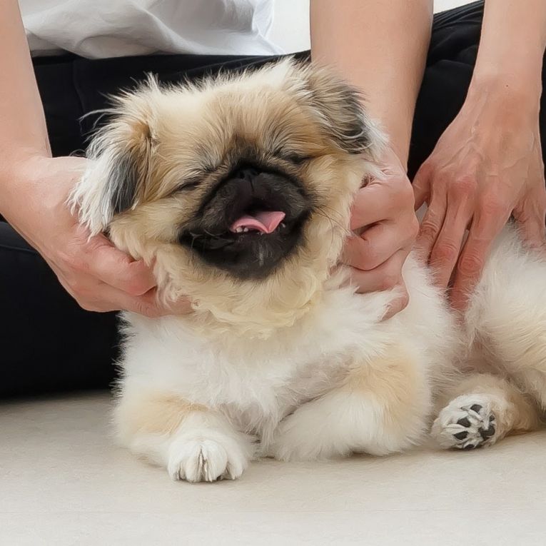 ちょびちゃん