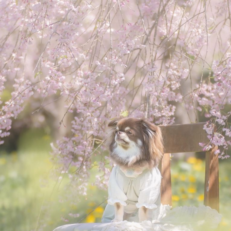 ピグモちゃん