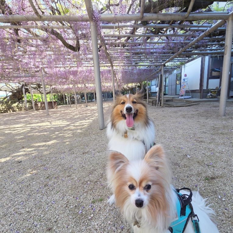 はるちか ひなとちゃん