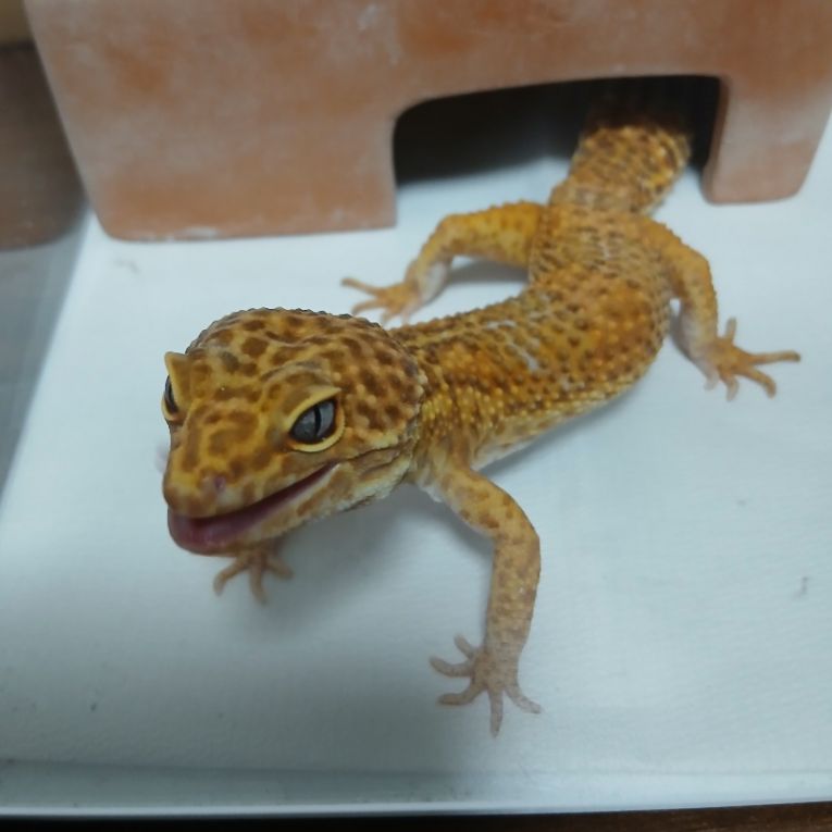 ぺろちゃん