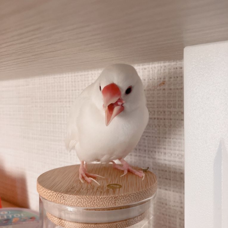ぴっぴちゃん