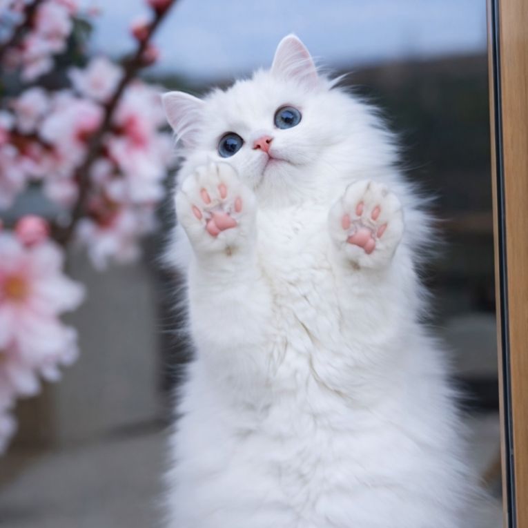 こちかにゃんちゃん