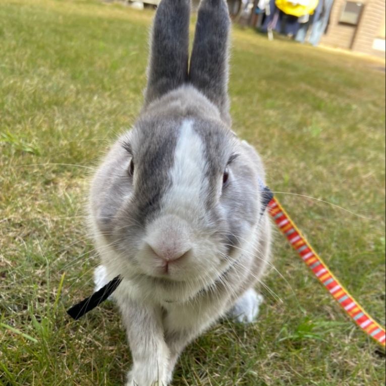 ぴょんたんちゃん