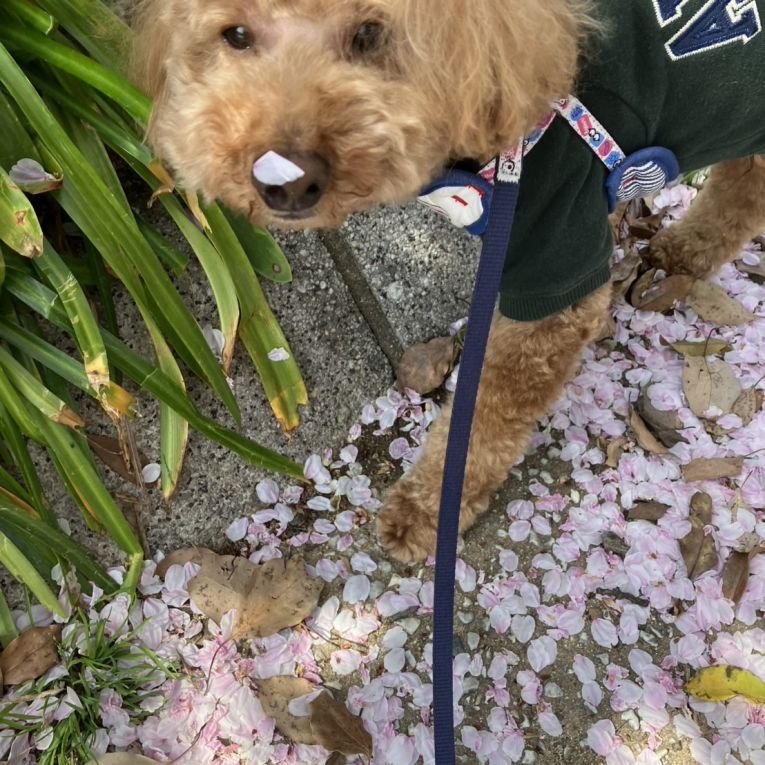 ゆずちゃん