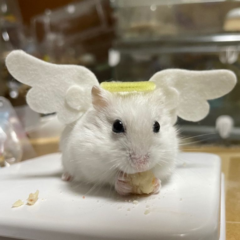 ナズくんちゃん