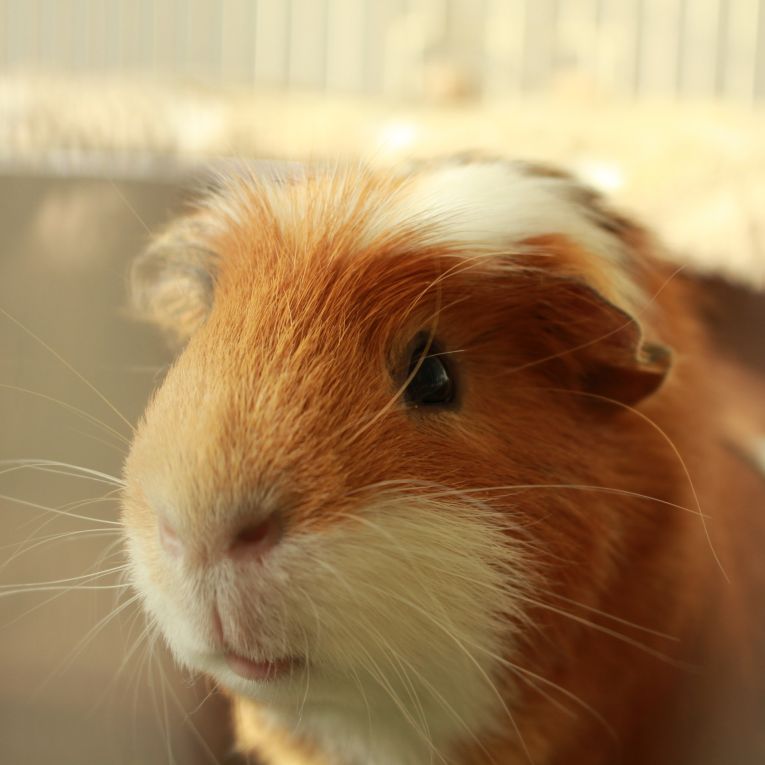 チャイちゃん