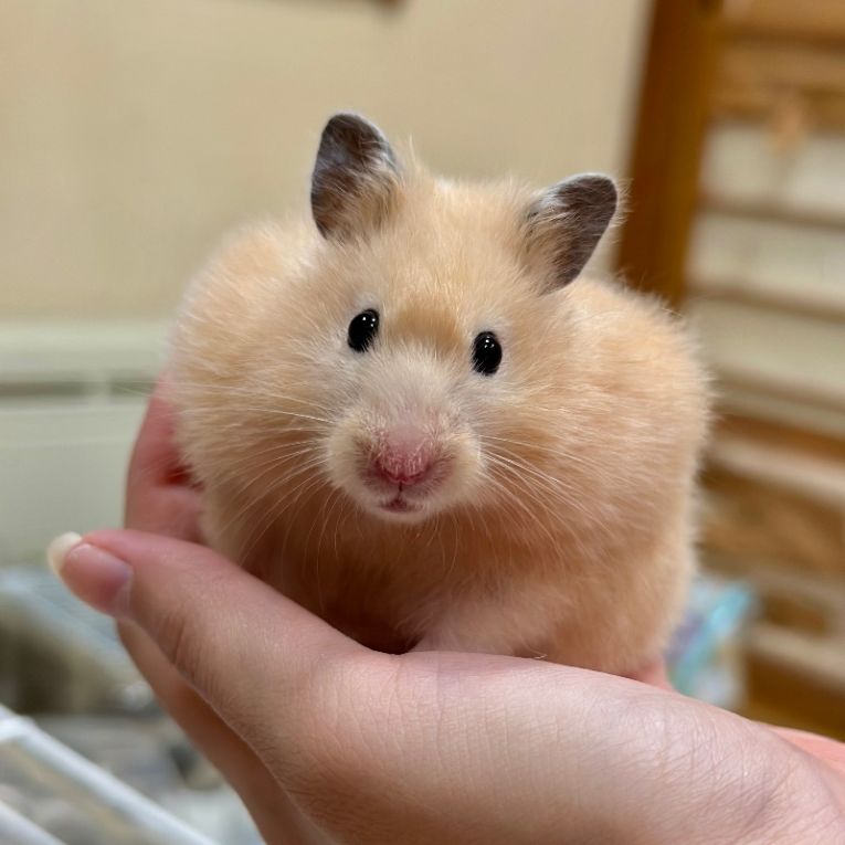 くるみちゃん