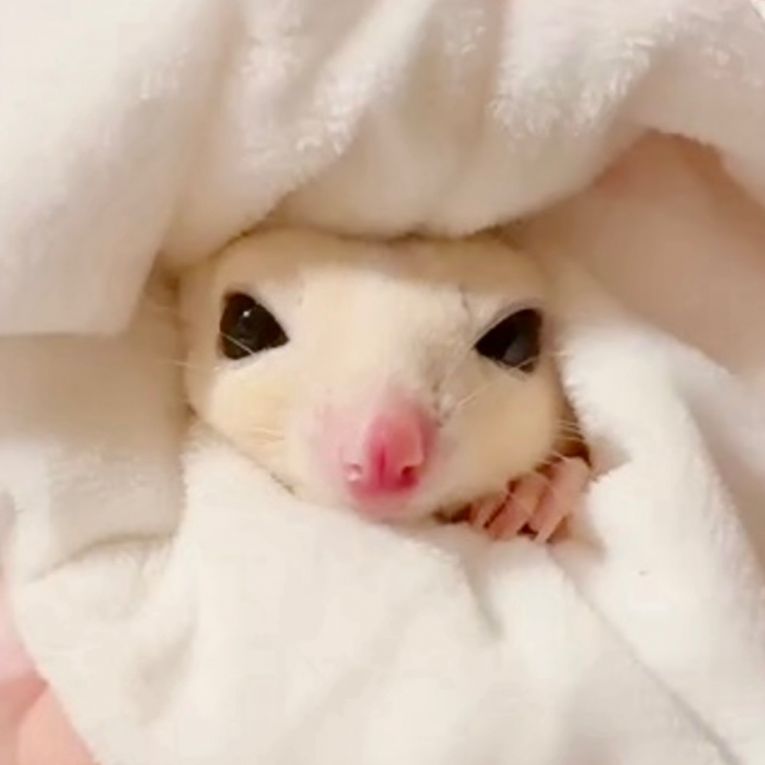 ミルクちゃん