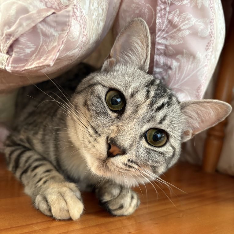 サバ子ちゃん