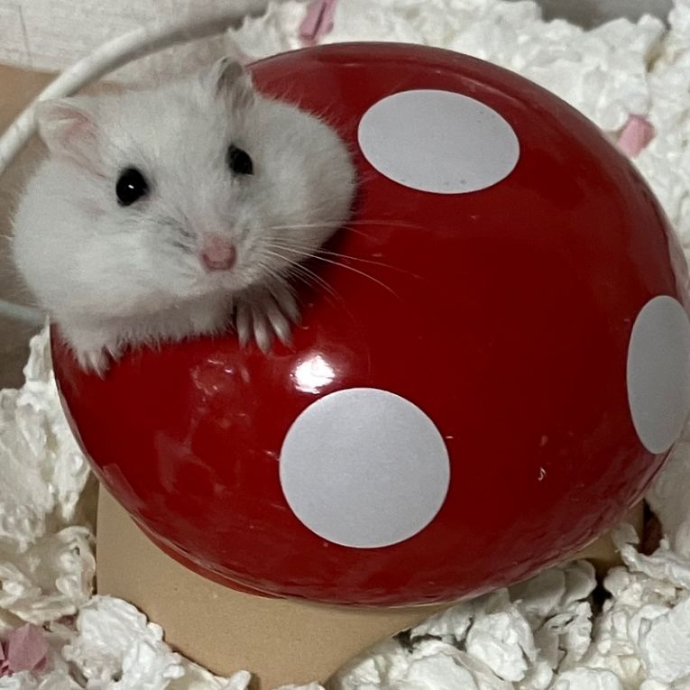 おとちゃんちゃん