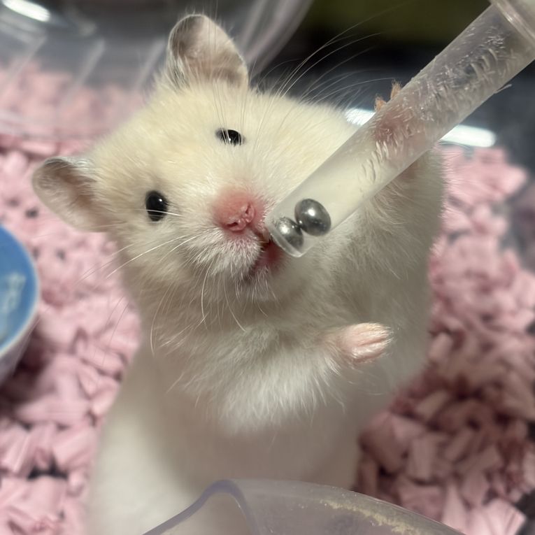 ミルクちゃん
