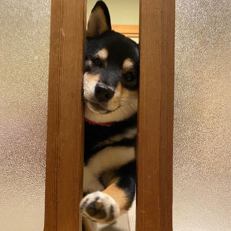 レンファちゃん