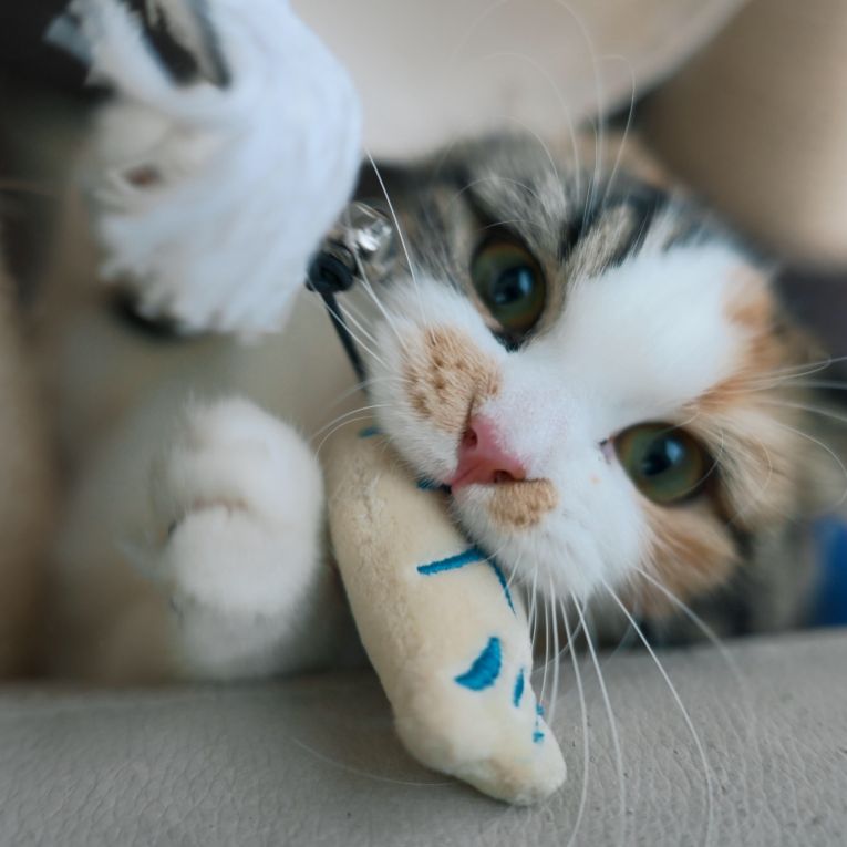 たまちゃん