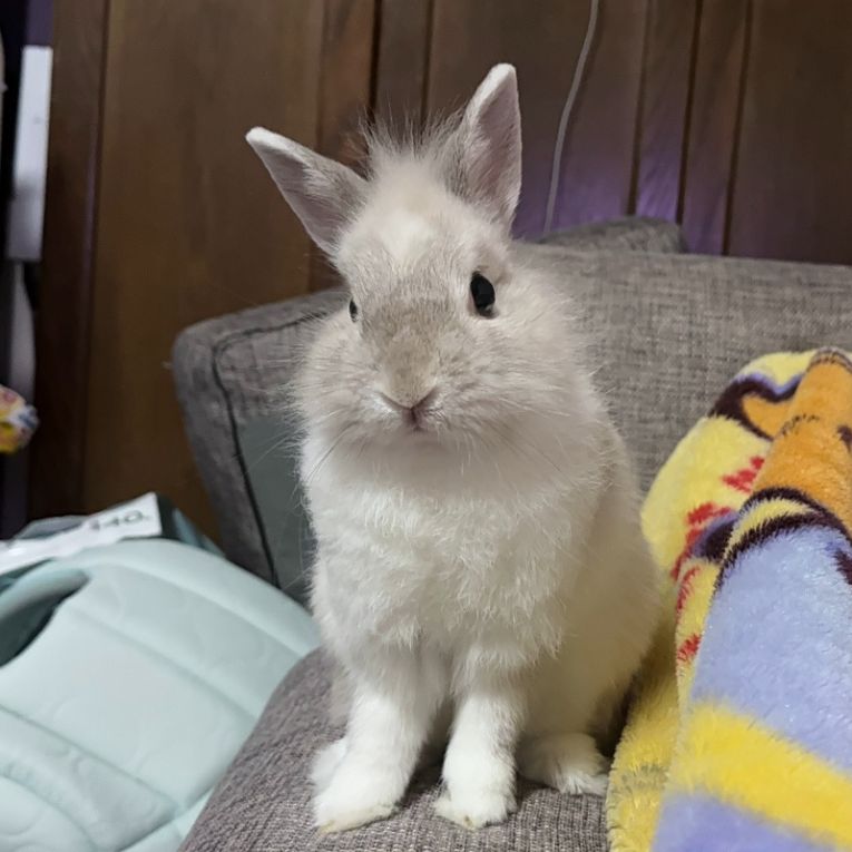 ふぅちゃん
