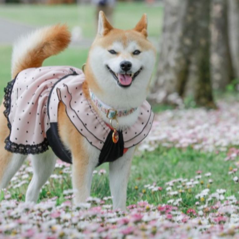 お琴ちゃん