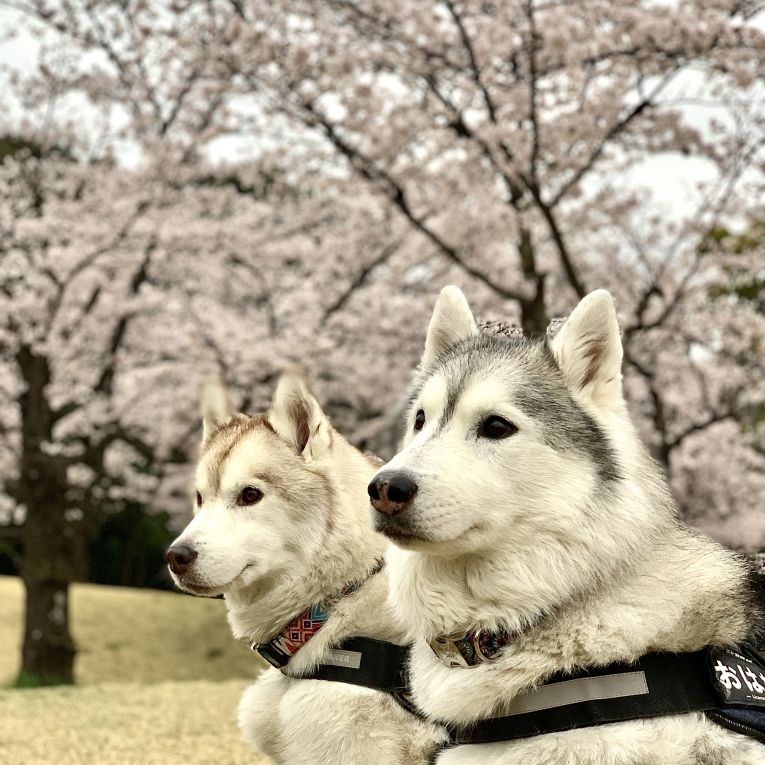 おはな&ソフィーちゃん