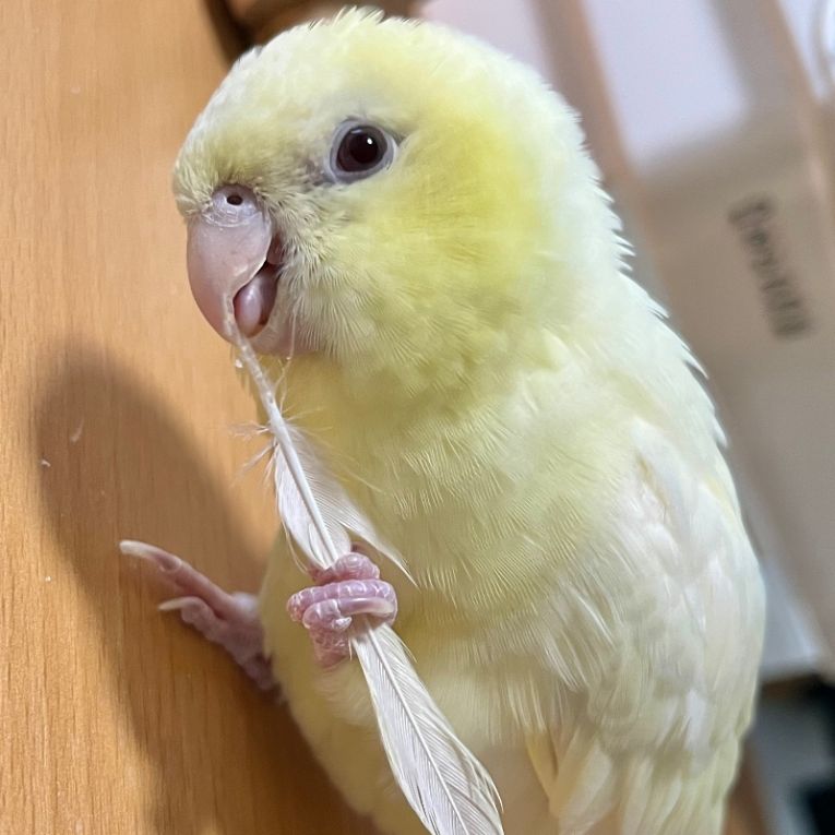 黄ばみ丸清彦ちゃん