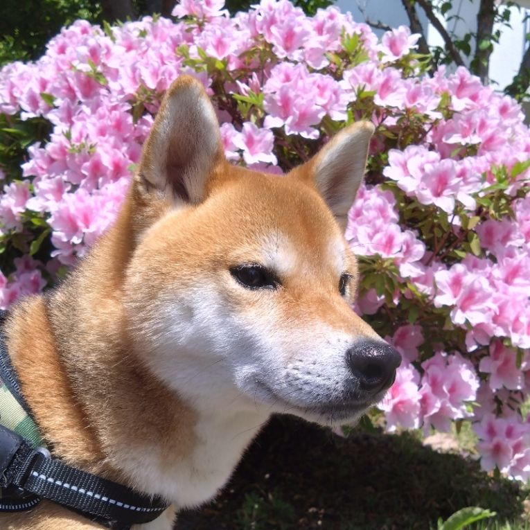 おとちゃん