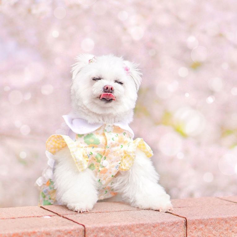 しふぉんちゃん