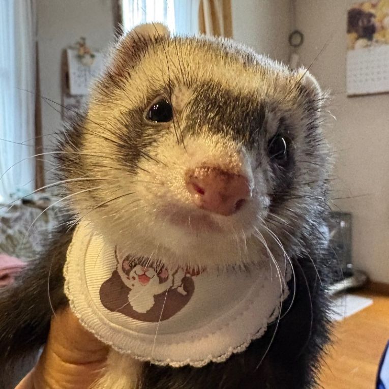 ノアちゃん