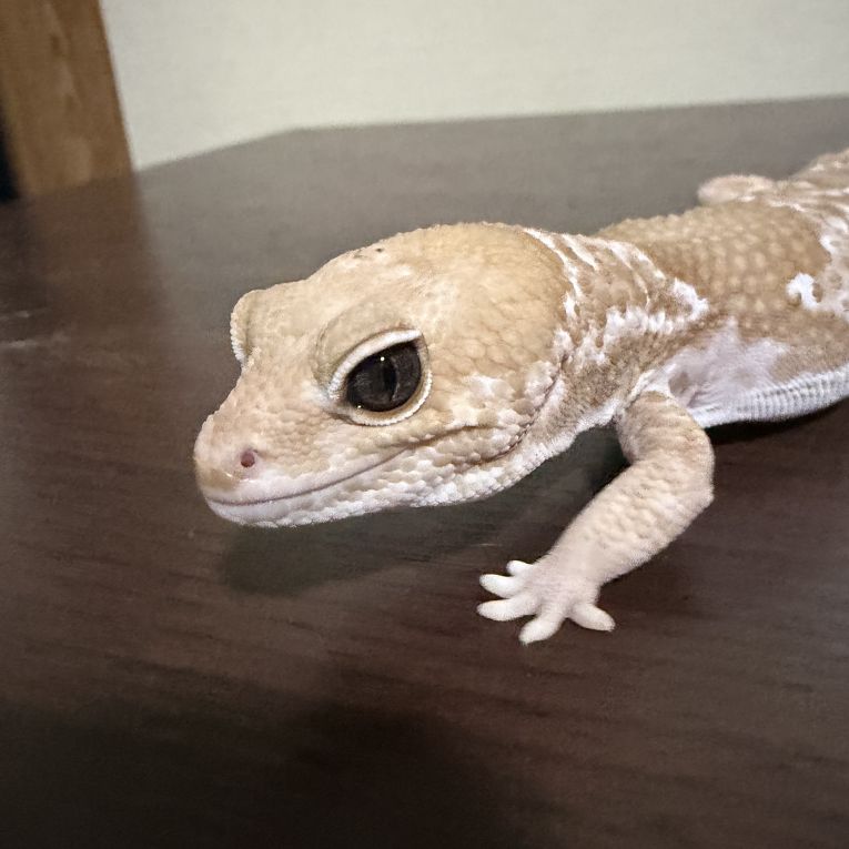ラテちゃん