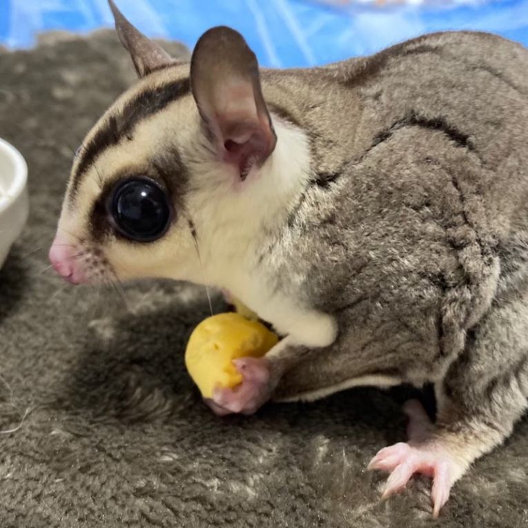 ダグラス・モモアちゃん